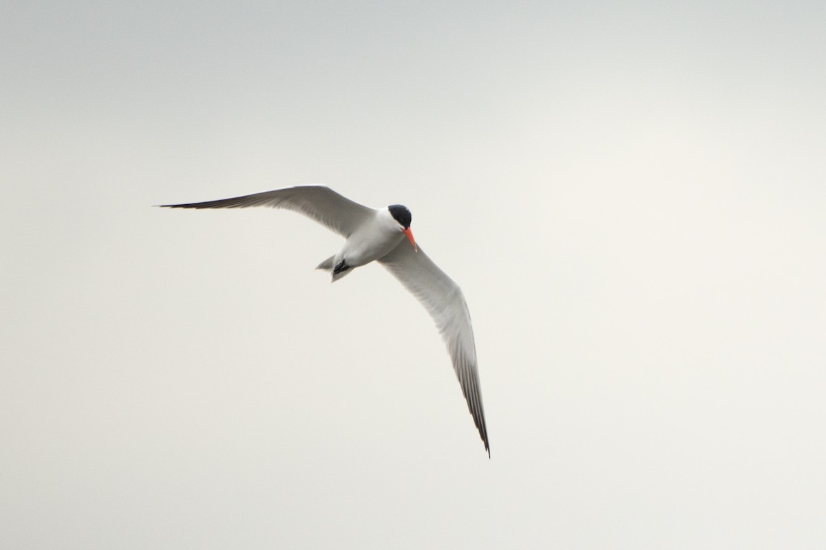 Caspian Tern - Letty Roedolf Groenenboom