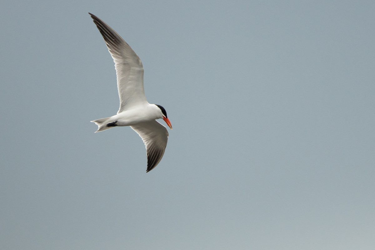 Caspian Tern - Letty Roedolf Groenenboom