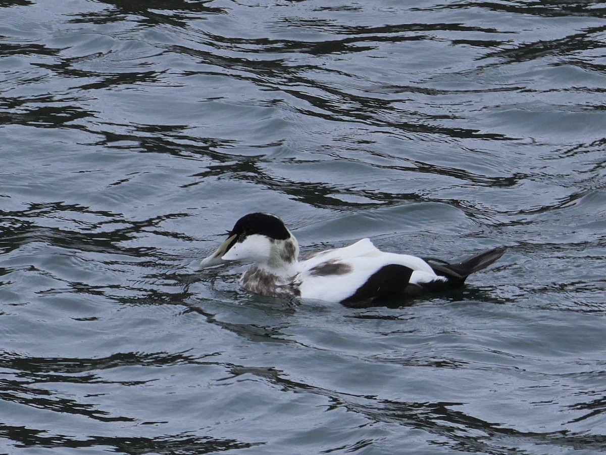 Common Eider - ML618091521