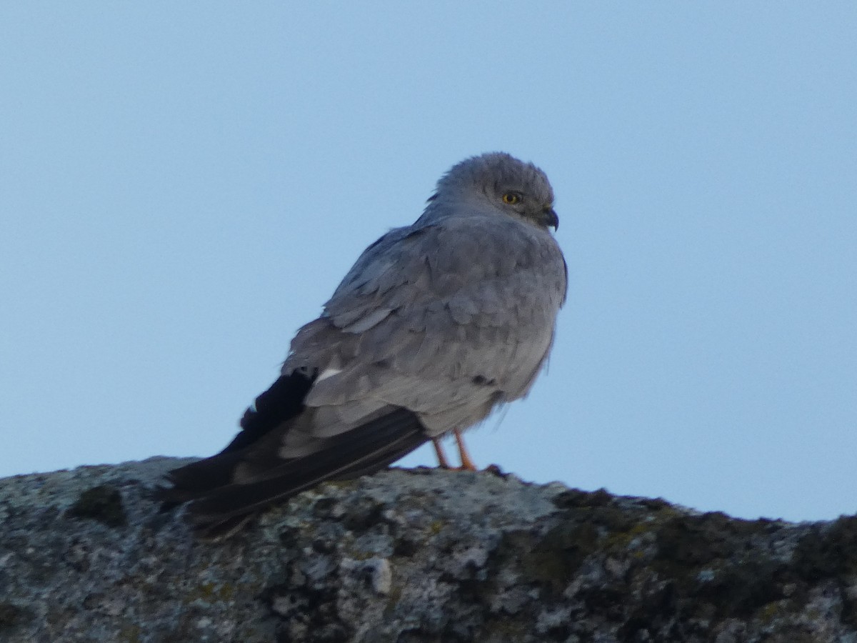 Montagu's Harrier - Helder Vieira