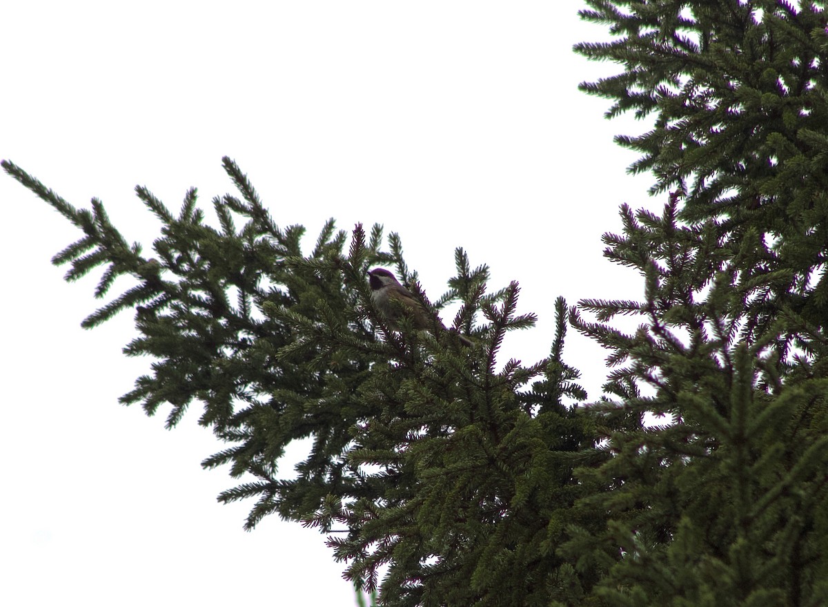 Boreal Chickadee - ML618091574