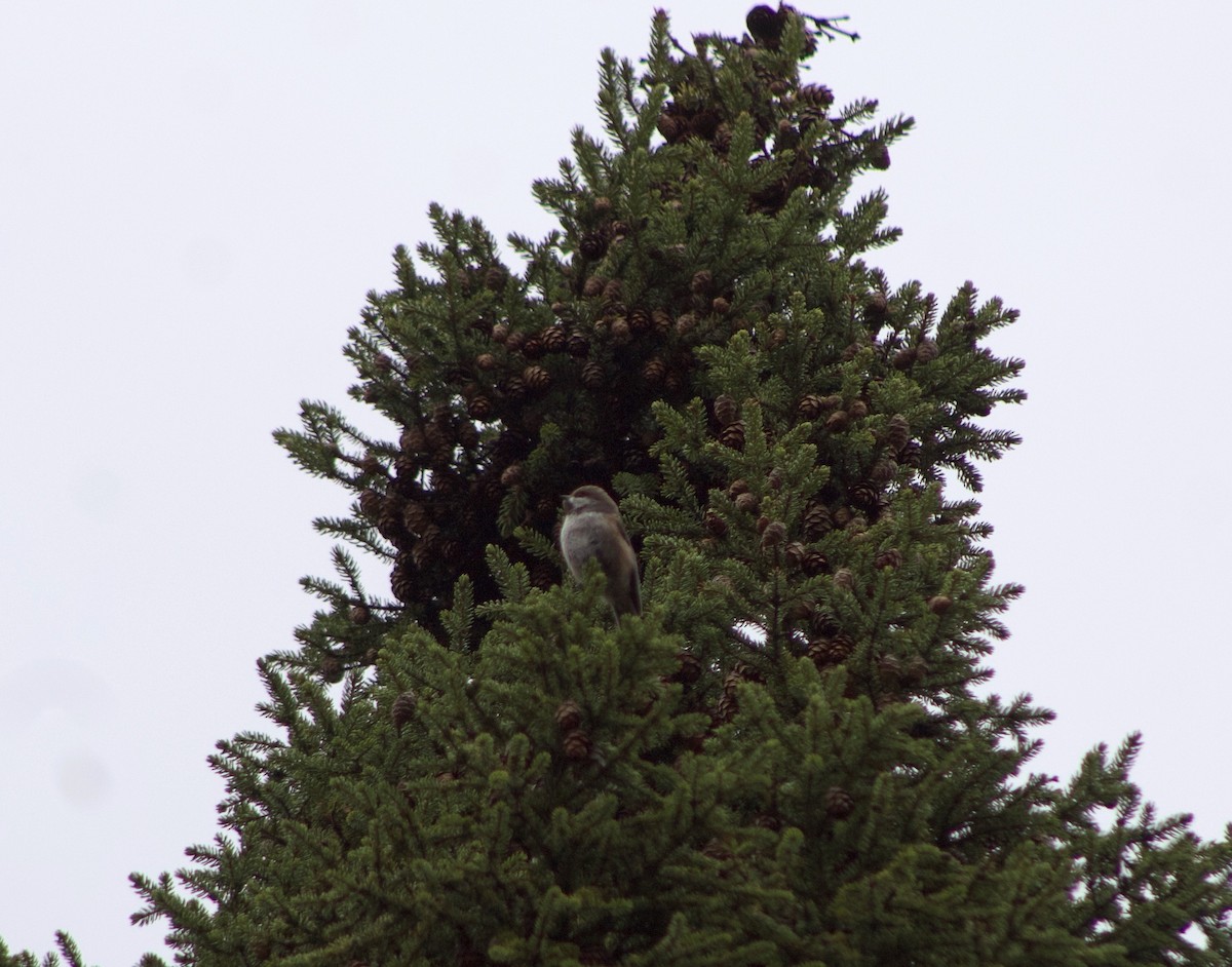 Boreal Chickadee - ML618091575