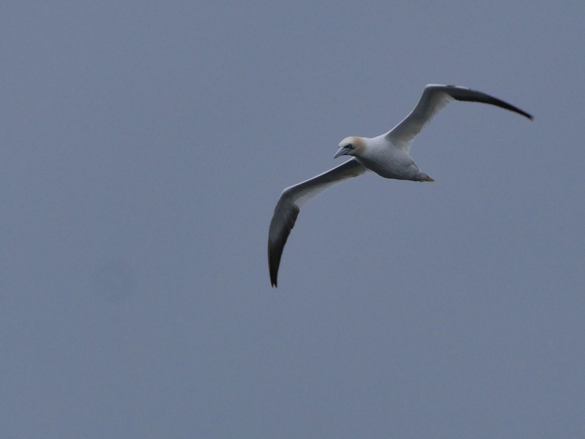 Northern Gannet - ML618091589