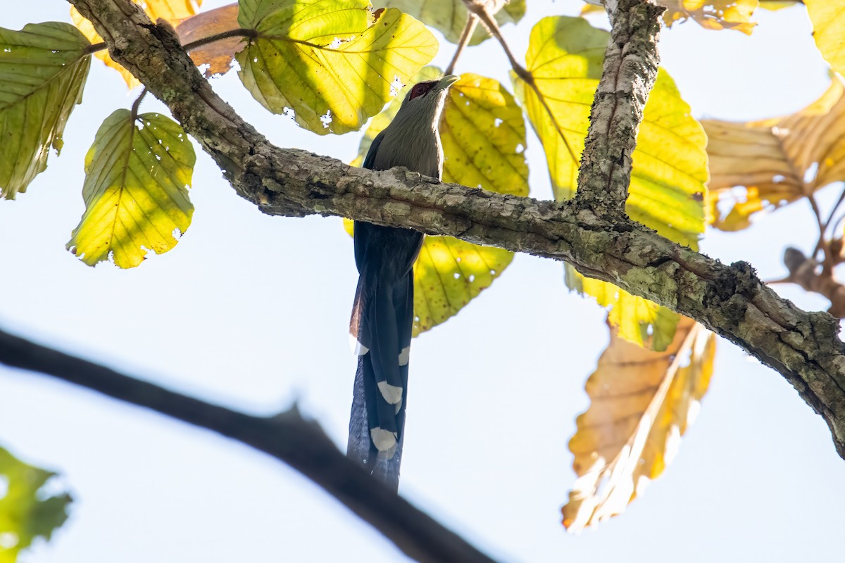 Green-billed Malkoha - ML618091591