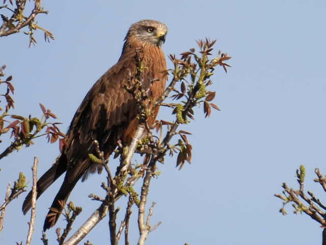 Black Kite - Manuel Hermosilla