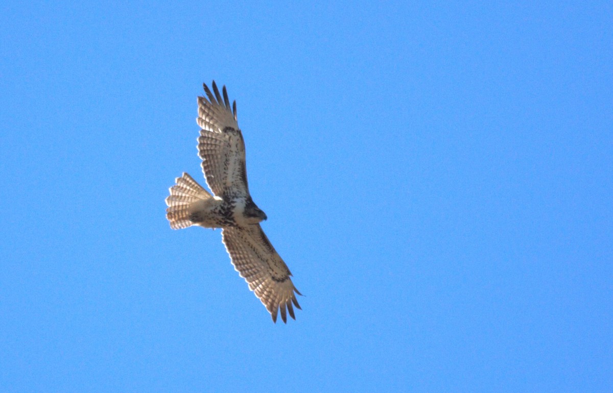 Red-tailed Hawk - Thomas Biteau