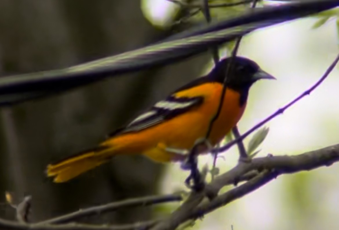 Orchard Oriole - ML618091627