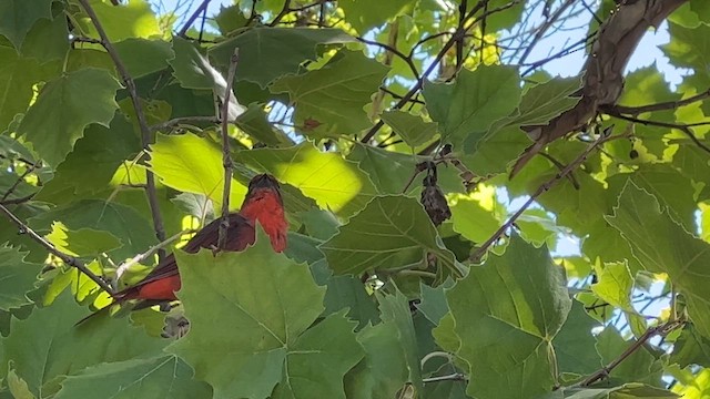 Hepatic Tanager - ML618091630