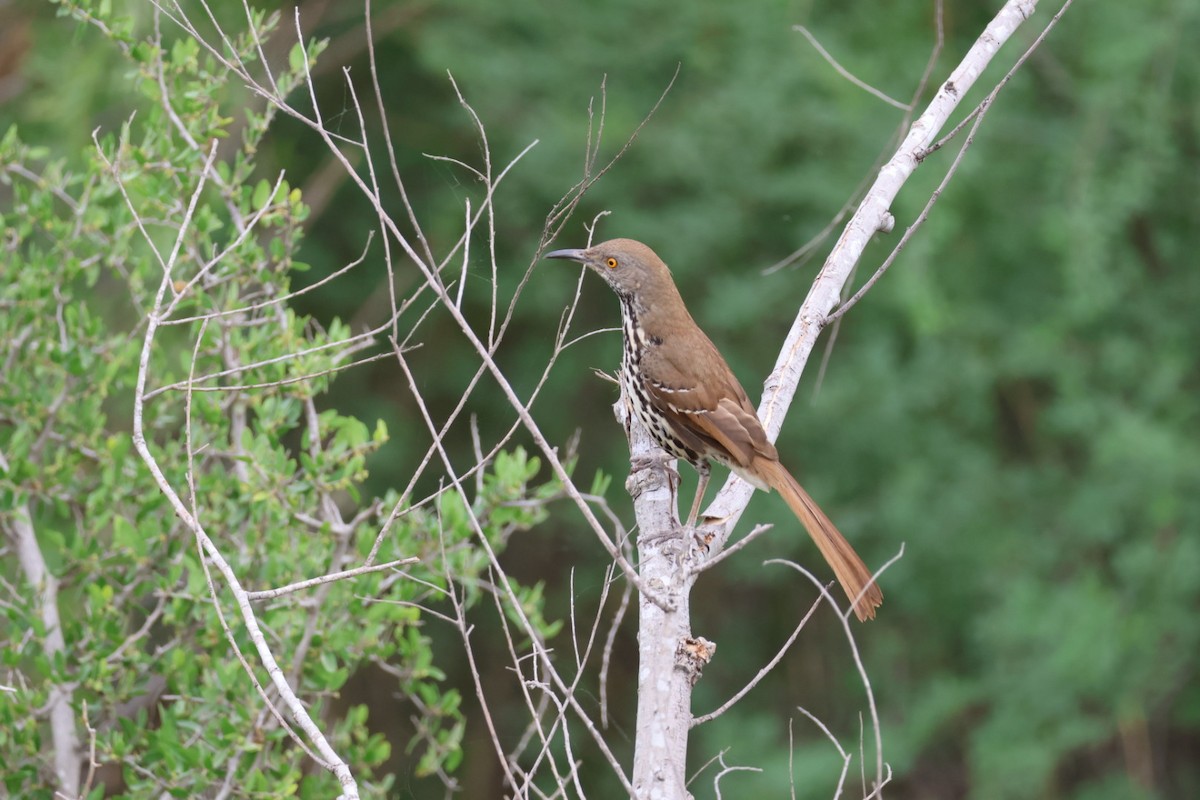 Long-billed Thrasher - John Leonard