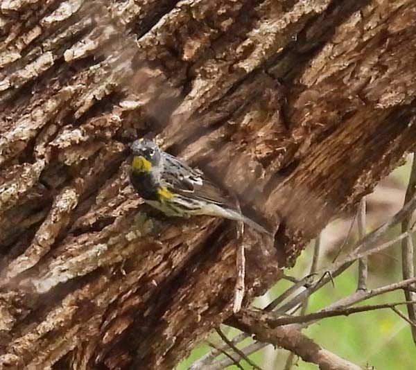 Yellow-rumped Warbler - Cory Shaw