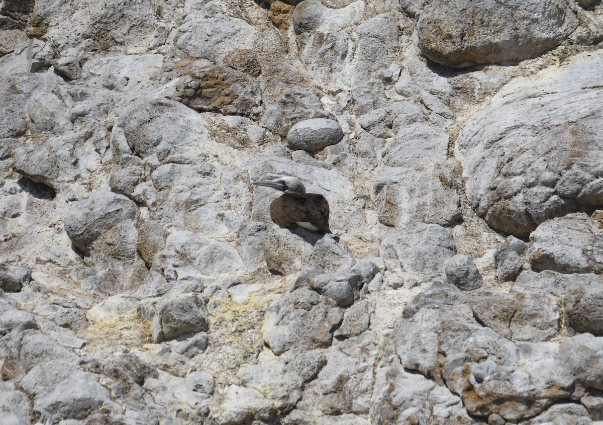 Brown Booby - Michael Pierson