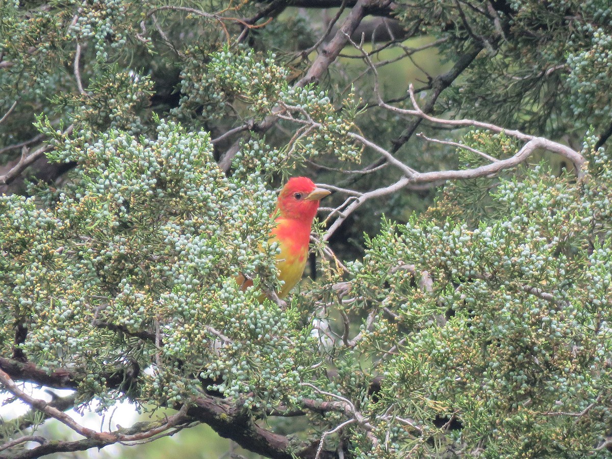 Summer Tanager - Kevin Groeneweg