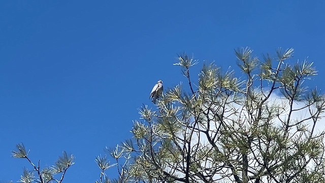 Band-tailed Pigeon - ML618091671