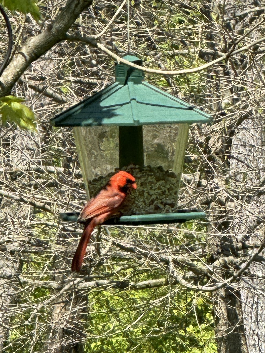 Northern Cardinal - Solon Vlasto