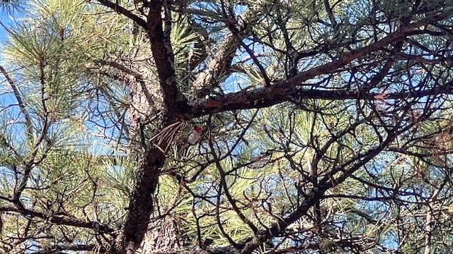 Red-faced Warbler - ML618091688