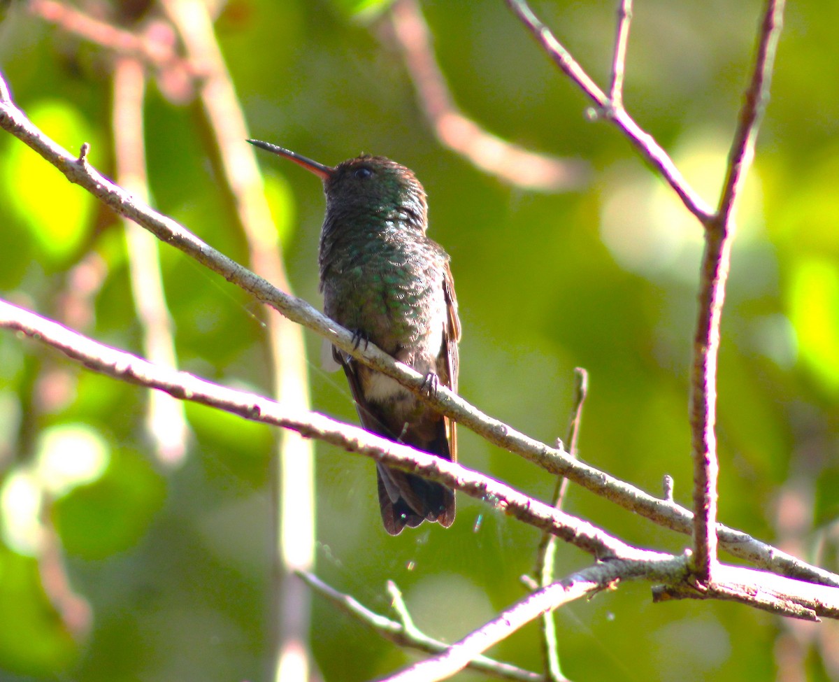 Copper-rumped Hummingbird - T L P L