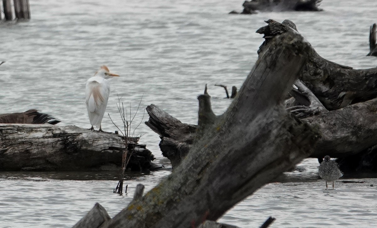 Western Cattle Egret - Paul Prior