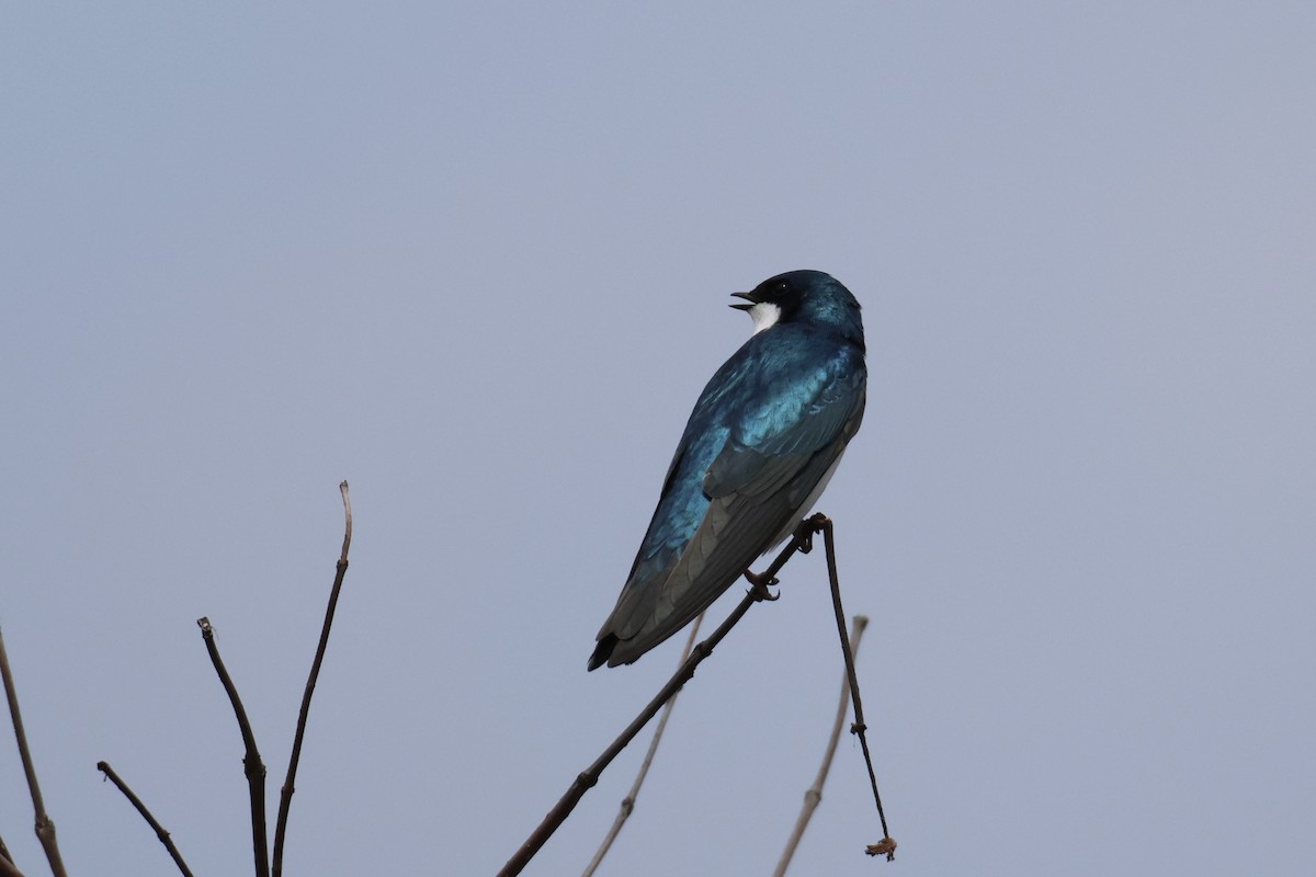 Tree Swallow - Tom Kolean