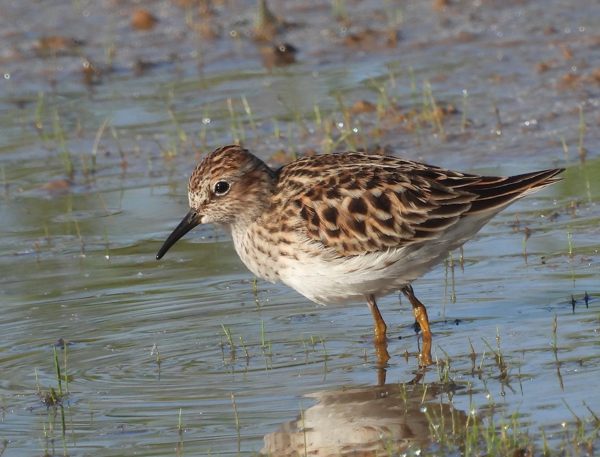 Least Sandpiper - ML618091722