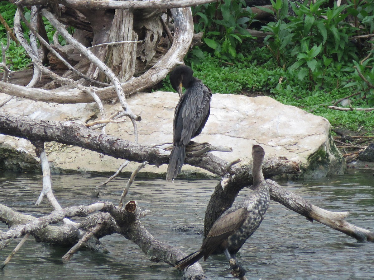 Neotropic Cormorant - ML618091732