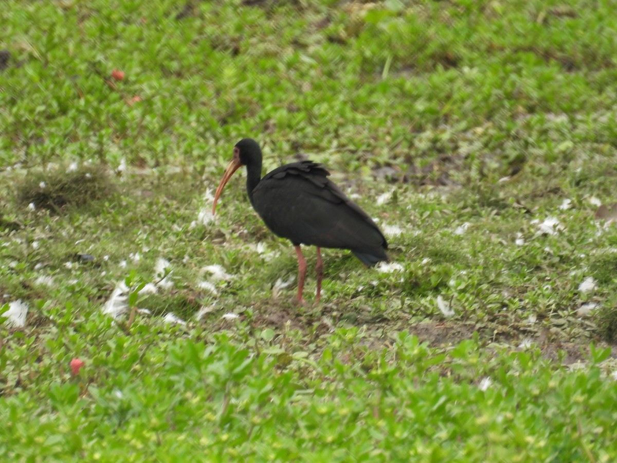 ibis tmavý - ML618091735