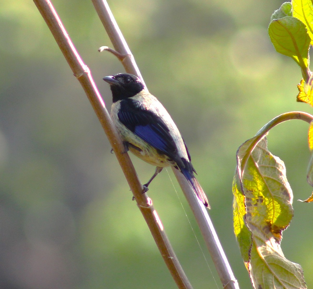 Black-headed Tanager - T L P L