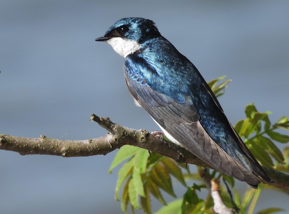 Golondrina Bicolor - ML618091752