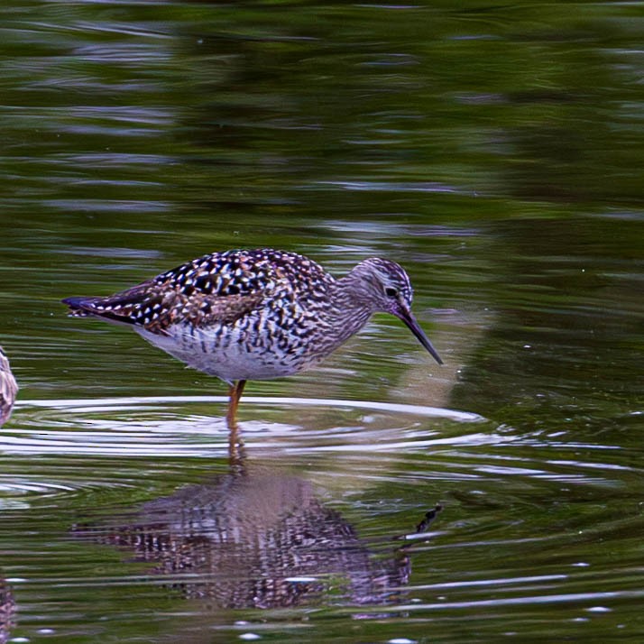 Lesser Yellowlegs - Ken Tweedt