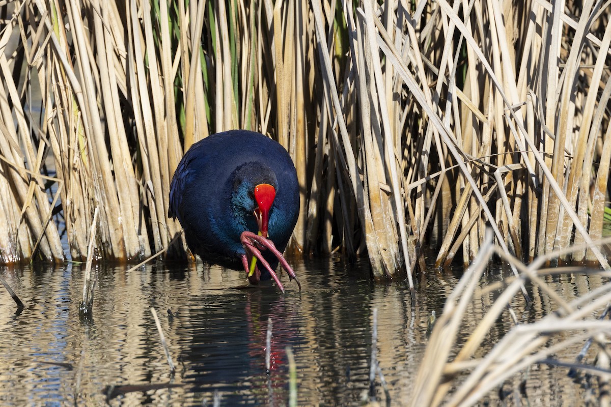 Western Swamphen - Lucas  Pérez