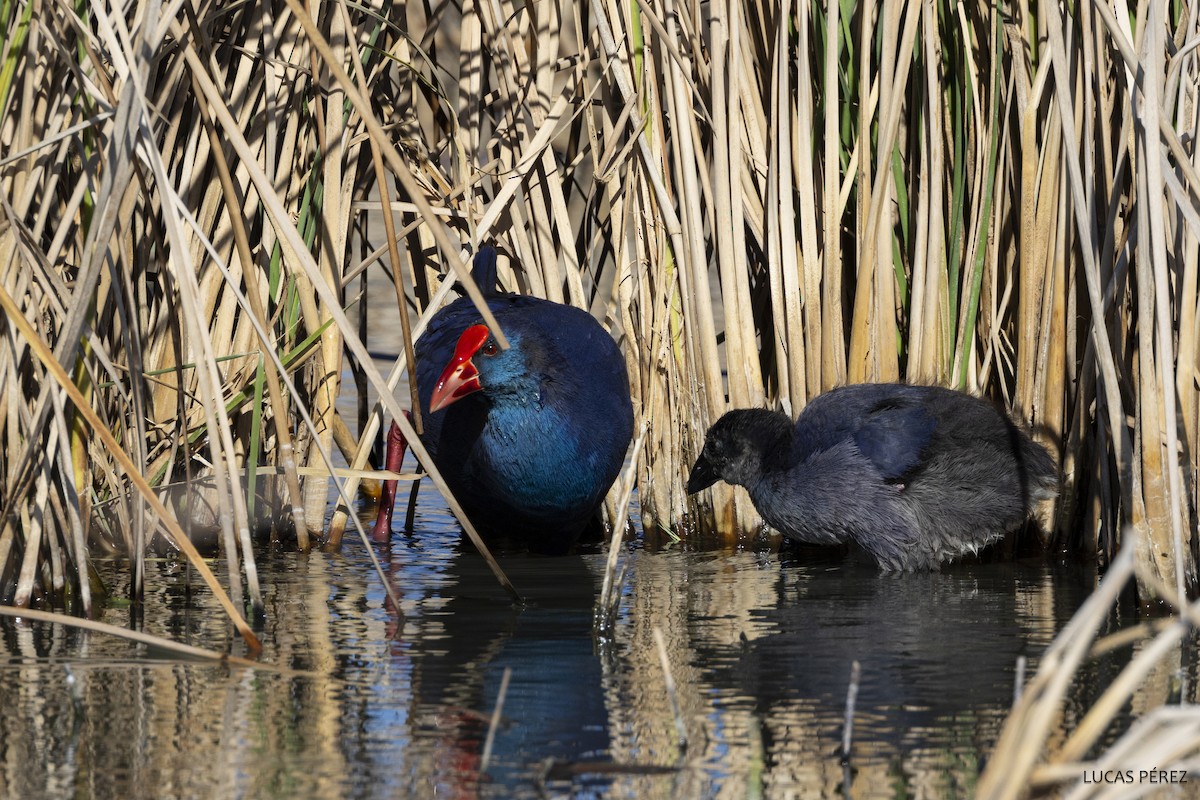 Western Swamphen - Lucas  Pérez