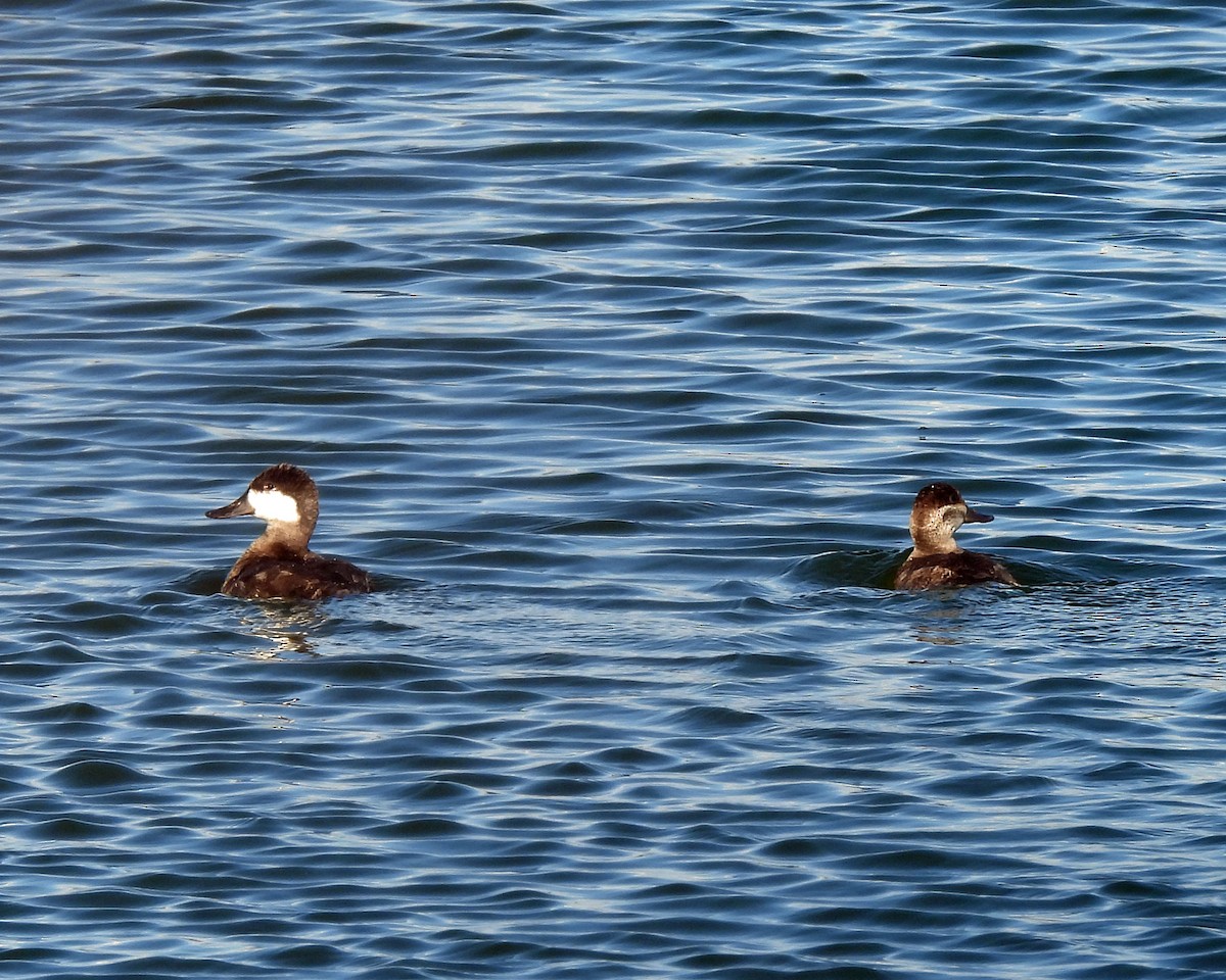 Ruddy Duck - ML618091785