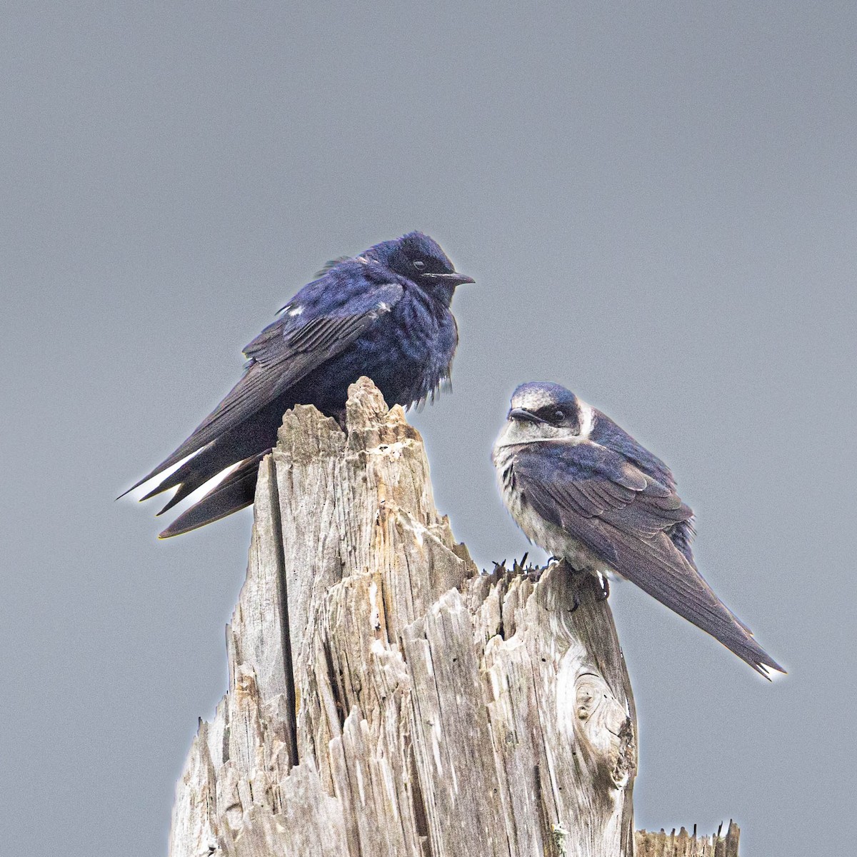 Purple Martin - ML618091800