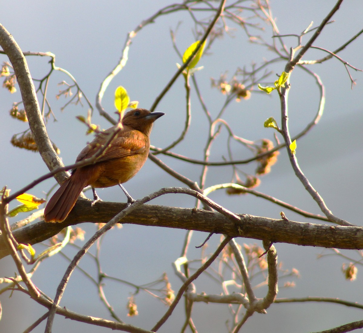 White-lined Tanager - ML618091816