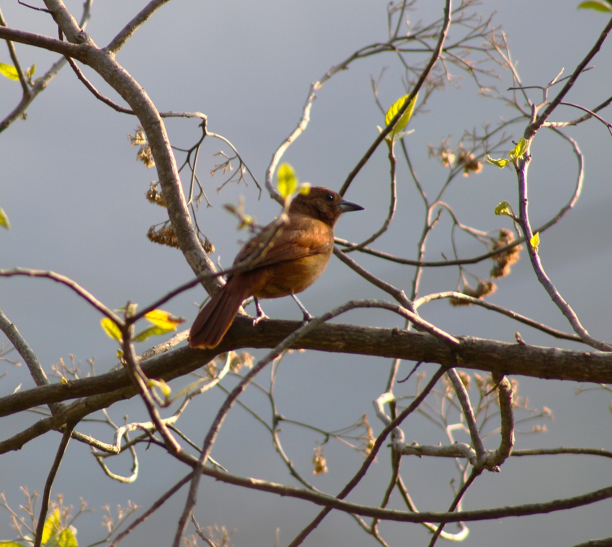 White-lined Tanager - ML618091817