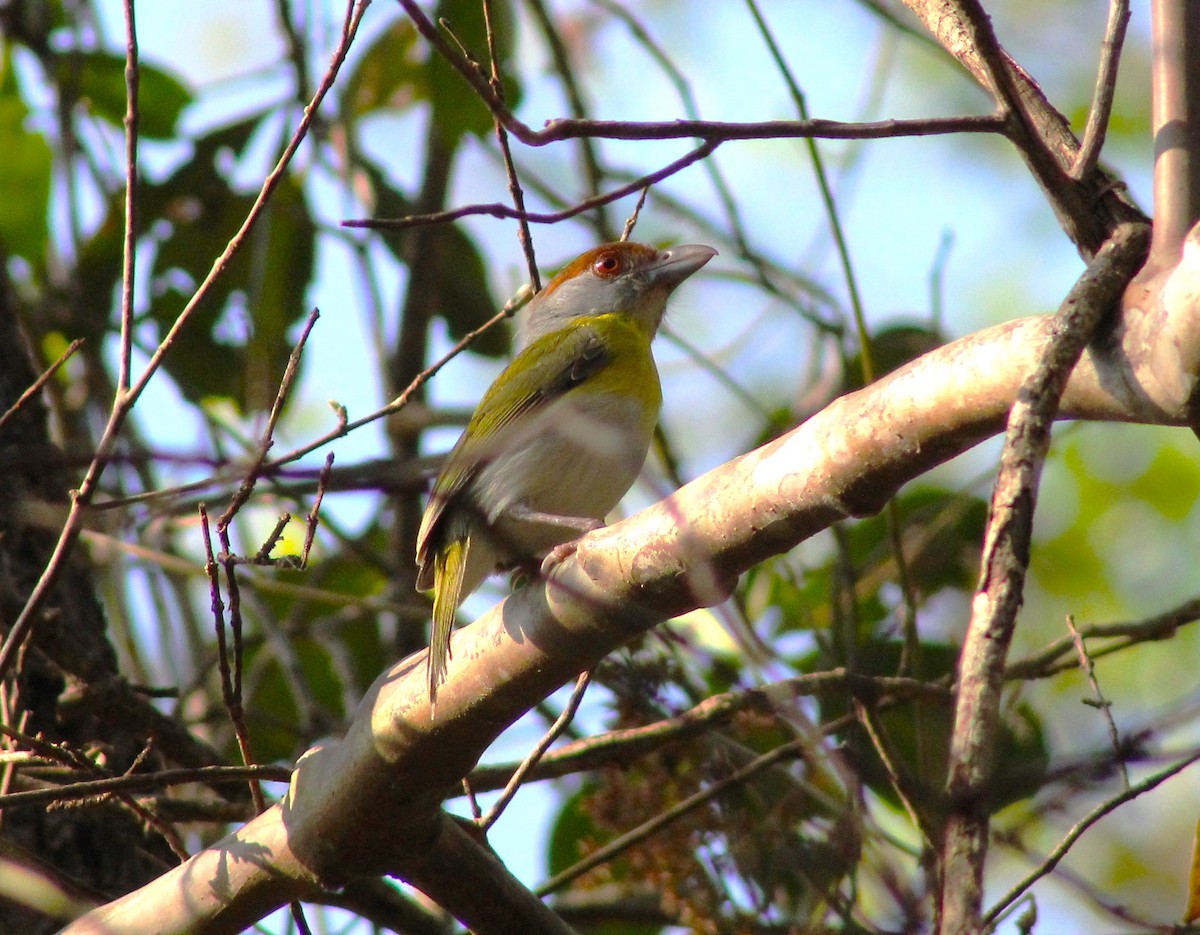 Rufous-browed Peppershrike - ML618091838