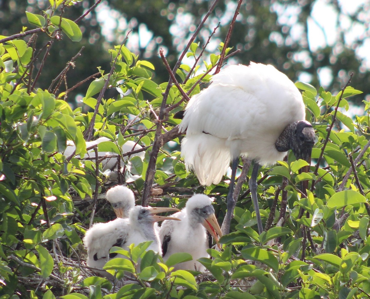 Wood Stork - Lill Maniscalco