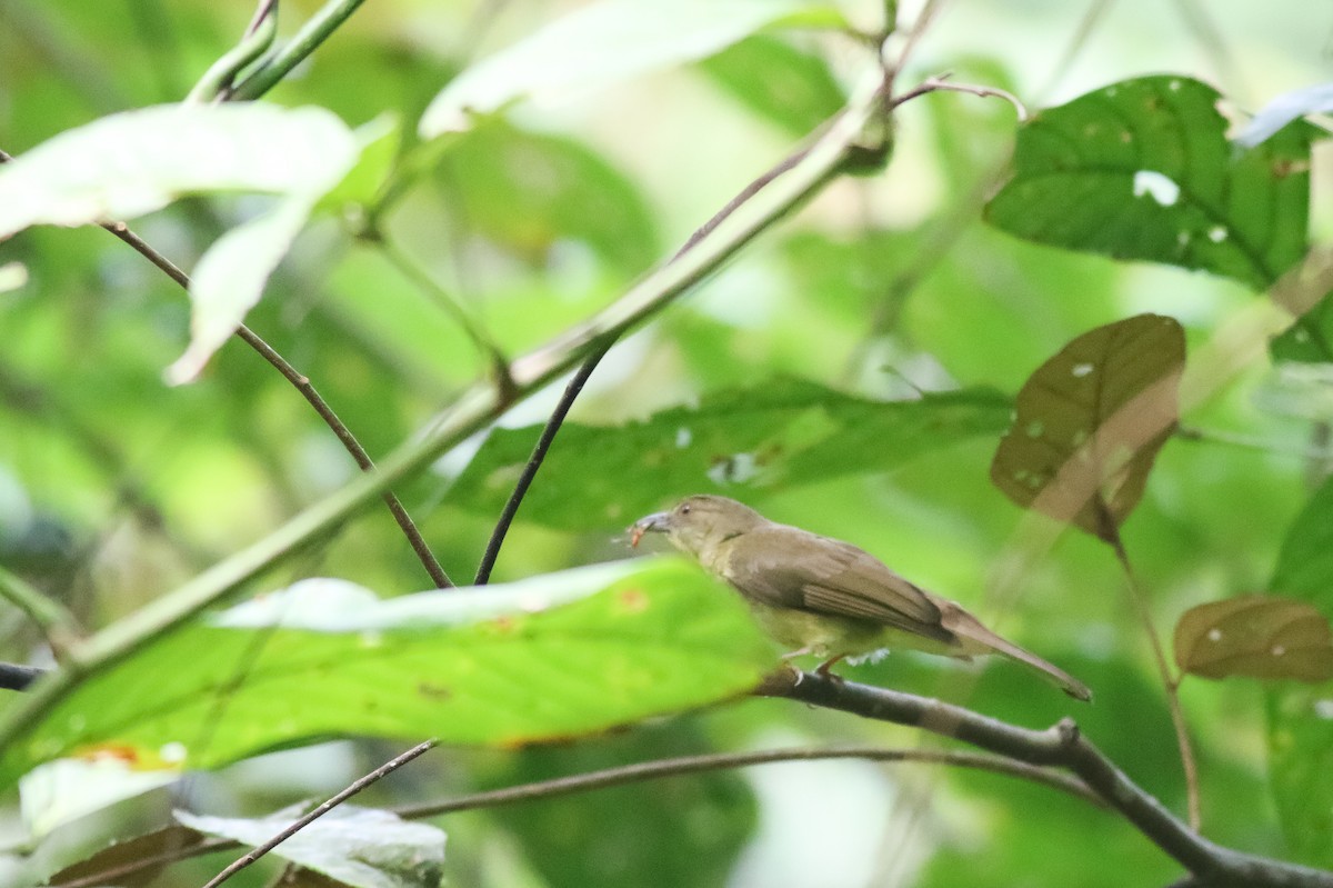 Finsch's Bulbul - ML618091860