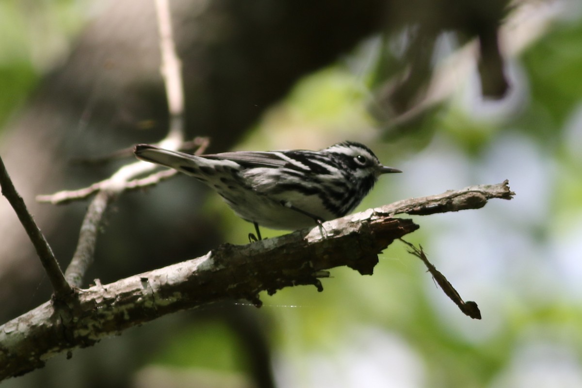 Black-and-white Warbler - ML618091862