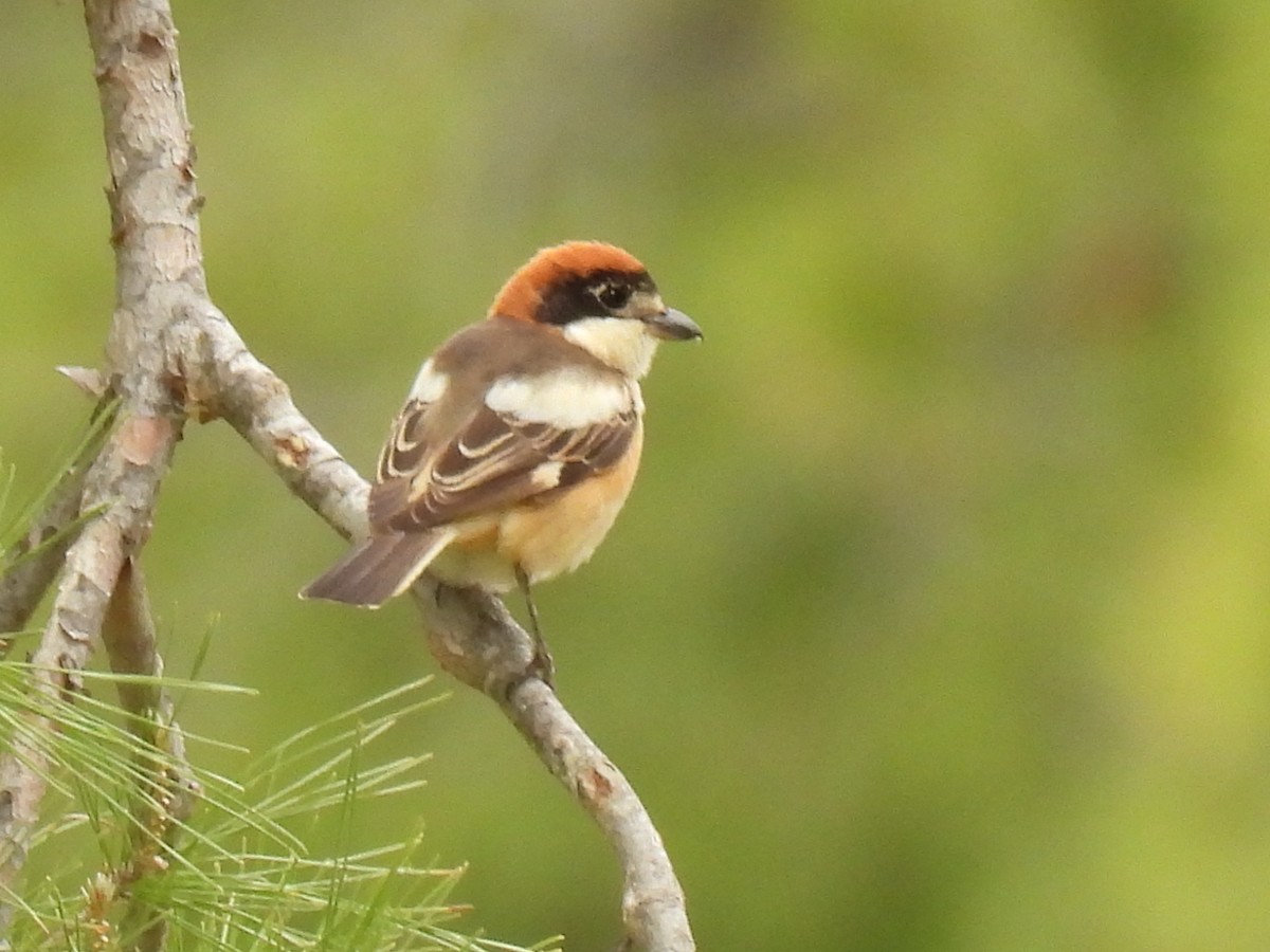 Woodchat Shrike - ML618091871