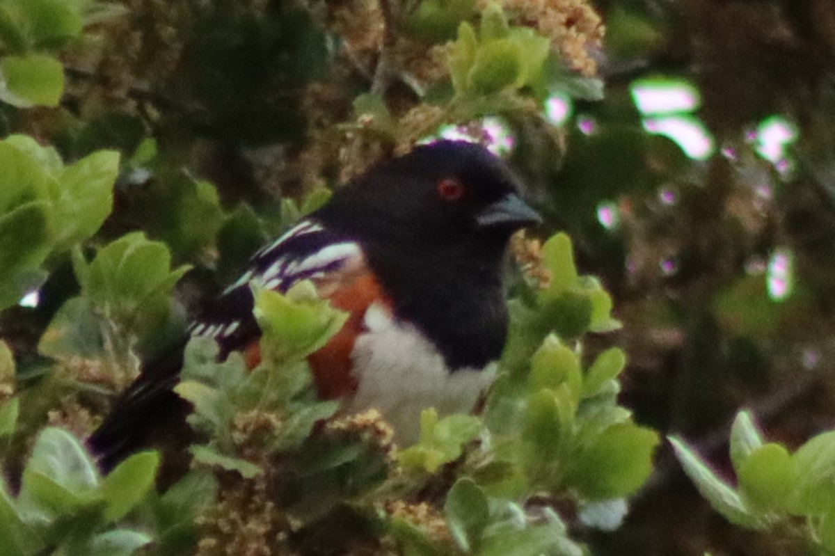 Spotted Towhee - Elliot Wallis