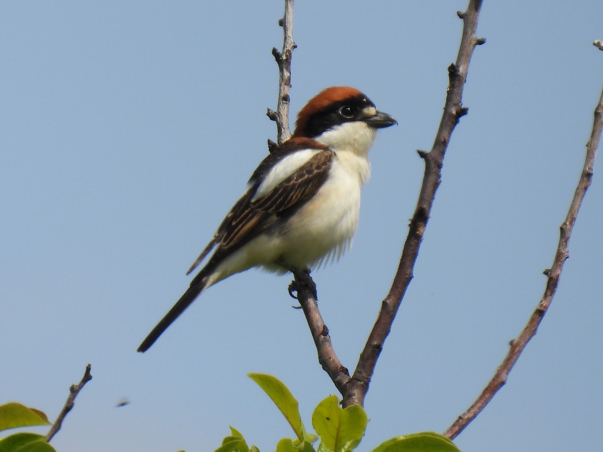 Woodchat Shrike - ML618091887