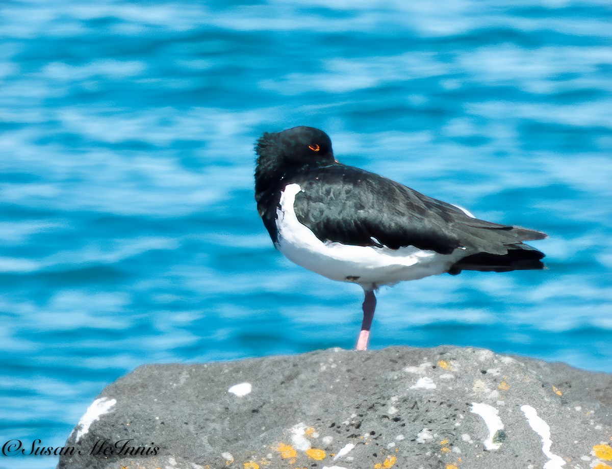 South Island Oystercatcher - ML618091888