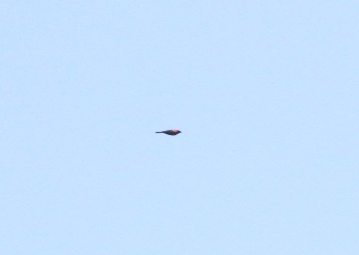 Red-winged Blackbird - ML618091905