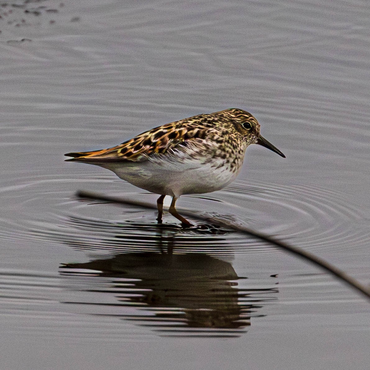 Least Sandpiper - Ken Tweedt