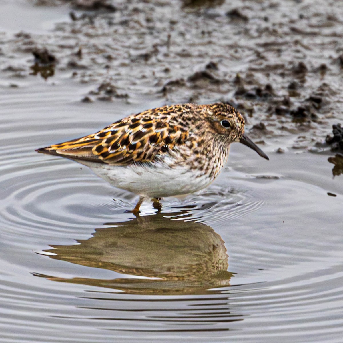 Least Sandpiper - Ken Tweedt