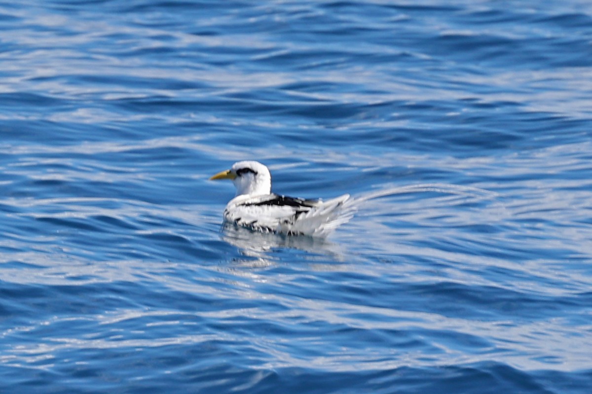 White-tailed Tropicbird - ML618091925