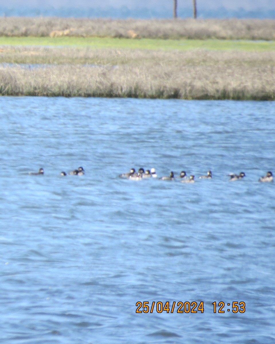 Bufflehead - ML618091934