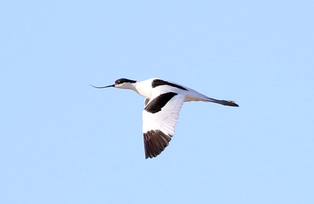 Pied Avocet - Miguel García