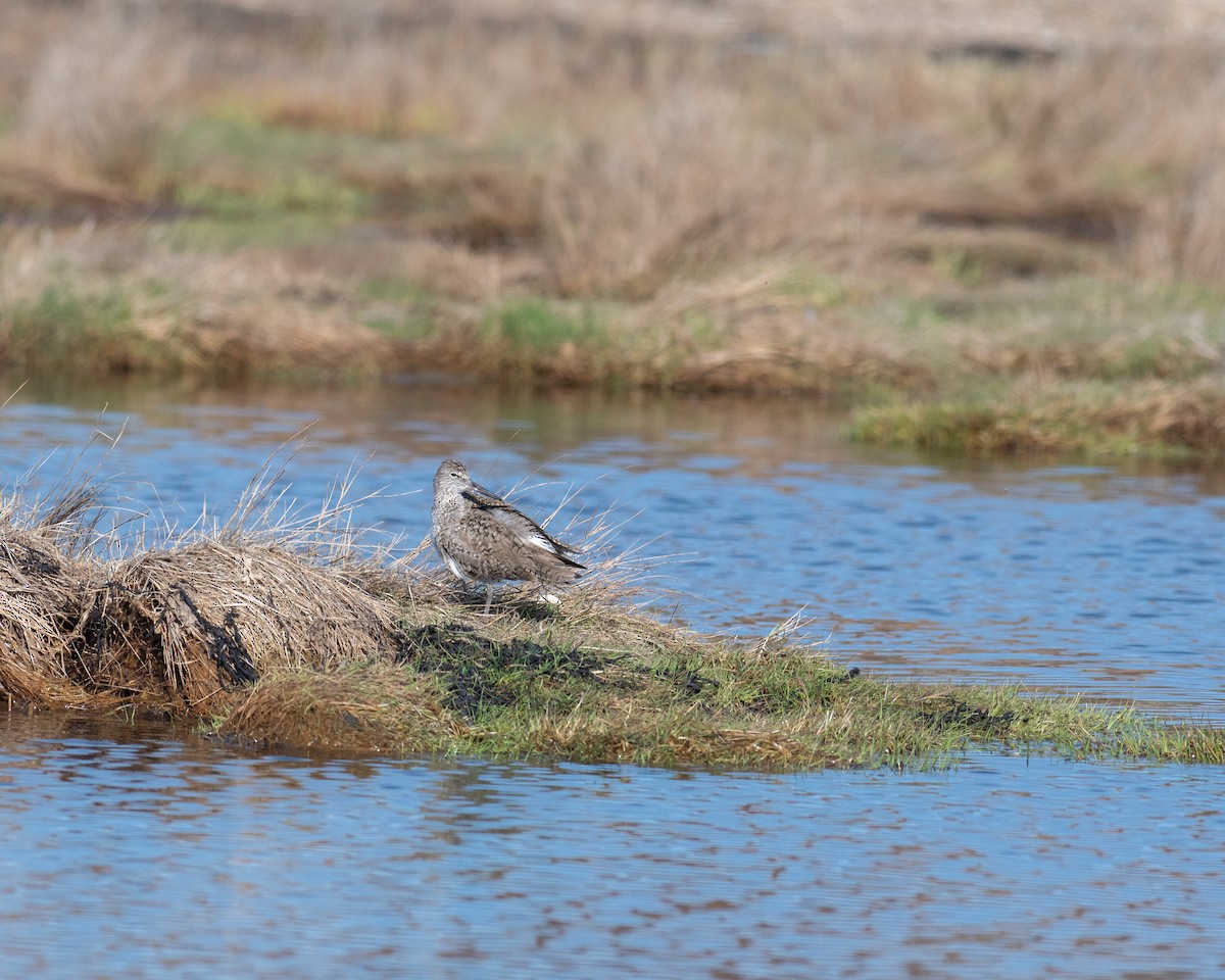 Willet - Rick Brown