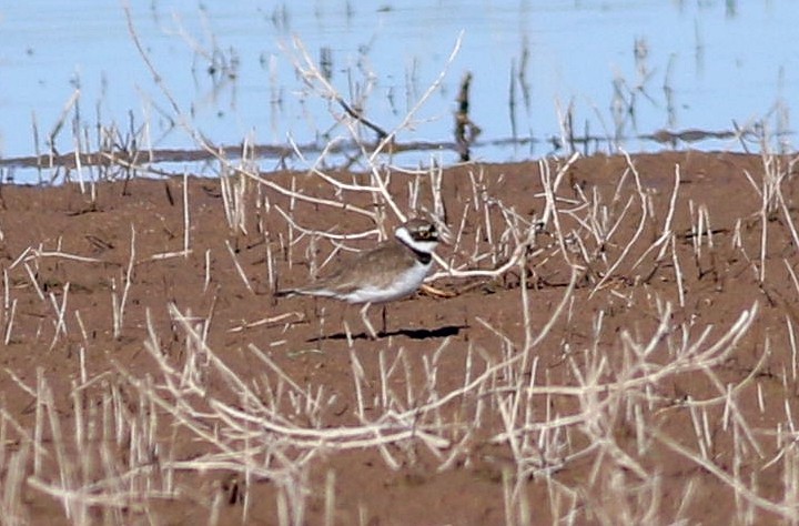 Little Ringed Plover - Miguel García